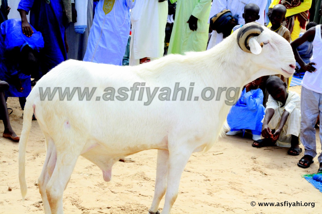 PHOTOS - TABASKI 2015 - TIVAOUANE - Les Images de la Prière à Kheul-Khouss